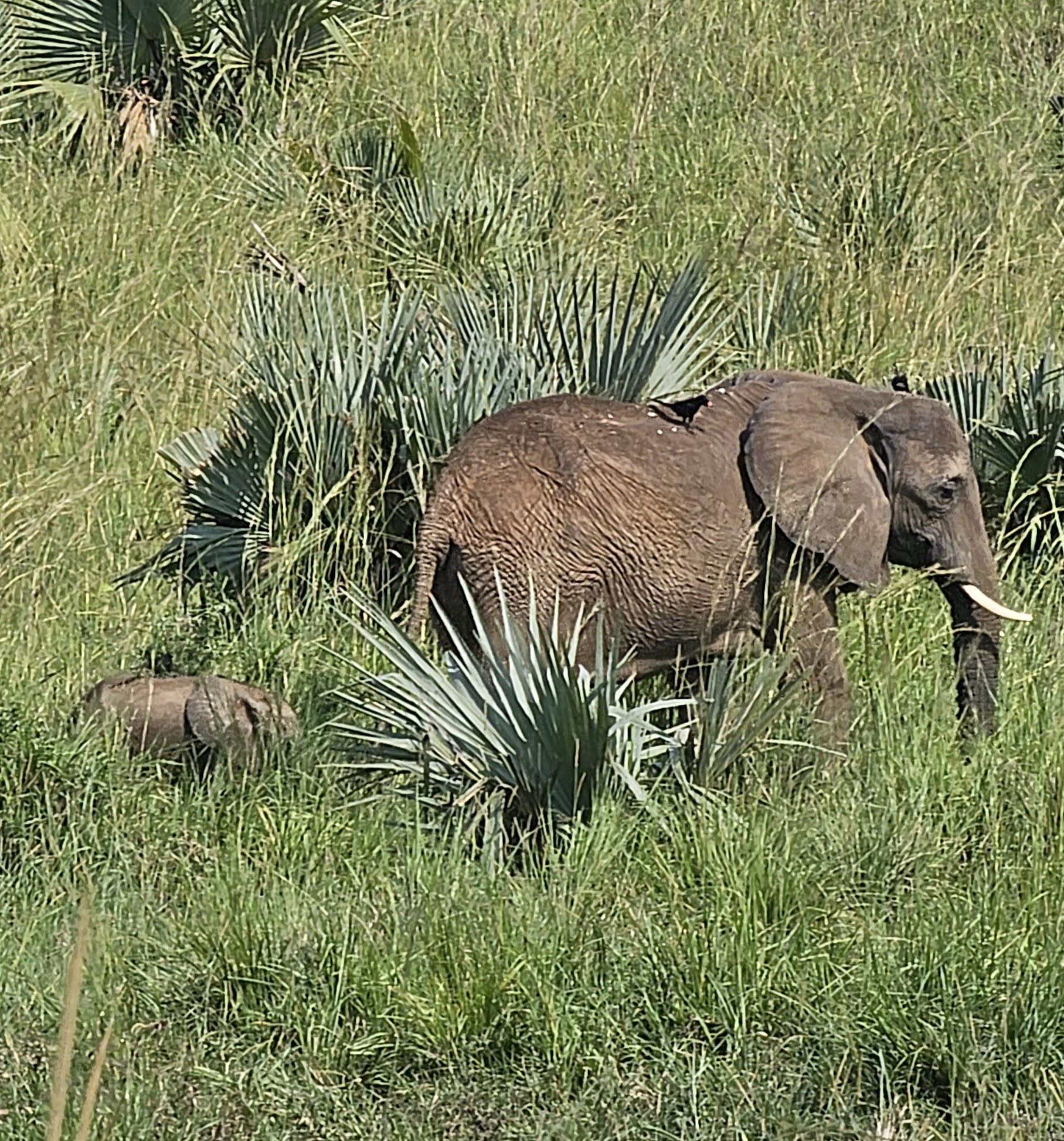 Elephant at Murchison Falls